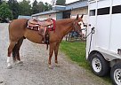 Quarter Horse - Horse for Sale in Mission, BC V2V6x8