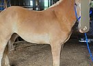 Belgian Draft - Horse for Sale in Cattaraugus, NY 14719