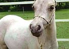Miniature - Horse for Sale in Dundee, NY 14837 Miniature - Horse for Sale in Dundee, NY 14837