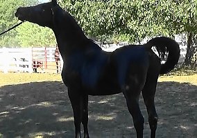 Arabian (Arabian, Stallion) in New Lebanon, OH
