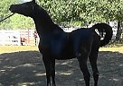 Khemahr An Nil - Stallion in New Lebanon, OH