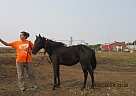Zara - Mare in Fullerton, ND Zara - Mare in Fullerton, ND
