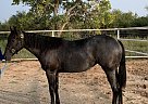 Quarter Horse - Horse for Sale in Albuquerque, NM 87123