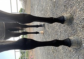 Quarter Horse (Quarter Horse, Mare) in Albuquerque, NM
