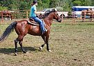 🔥Boomer🔥 - Gelding in Meadville, PA 🔥Boomer🔥 - Gelding in Meadville, PA