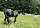 Friesian - Horse for Sale in Amboy, WA 98601