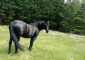 Friesian (Friesian, Mare) in Amboy, WA