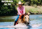 Quarter Horse - Horse for Sale in Stephenville, TN 40501 Quarter Horse - Horse for Sale in Stephenville, TN 40501