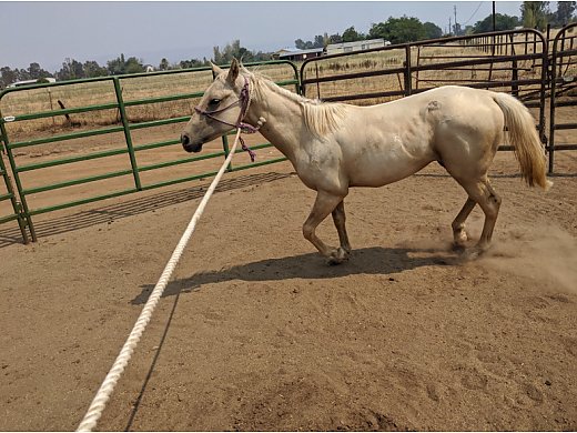Colt Foal
