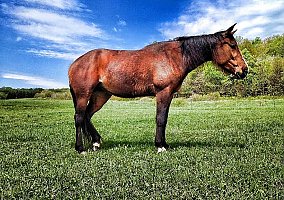 Standardbred (Standardbred, Mare) in Waverly, NY