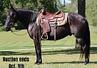 Quarter Horse - Horse for Sale in Sonora, KY 40501 Quarter Horse - Horse for Sale in Sonora, KY 40501