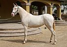 Andalusian - Horse for Sale in Canyon Country, CA 91387