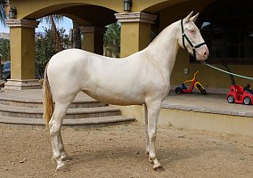 Andalusian / PRE (Andalusian / PRE, Mare) in Canyon Country, CA