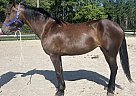 Friesian - Horse for Sale in Bath, NC 27808