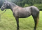 Draft - Horse for Sale in Bath, NC 27808 Draft - Horse for Sale in Bath, NC 27808
