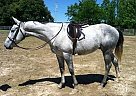 - Gelding in Des Moines, IA - Gelding in Des Moines, IA