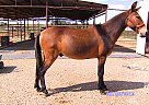 Mule - Horse for Sale in Cortez, CO 81321