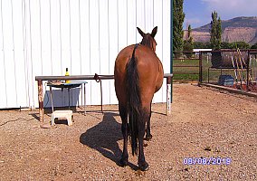 Mule (Mule, Gelding) in Cortez, CO