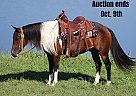 Quarter Horse - Horse for Sale in Whitley City, KY 40501