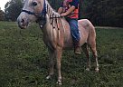 Strawberry - Mare in Meadville, PA Strawberry - Mare in Meadville, PA