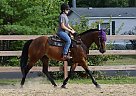 Molly - Mare in Weare, NH Molly - Mare in Weare, NH