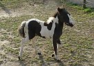 Miniature - Horse for Sale in Dundee, NY 14837 Miniature - Horse for Sale in Dundee, NY 14837