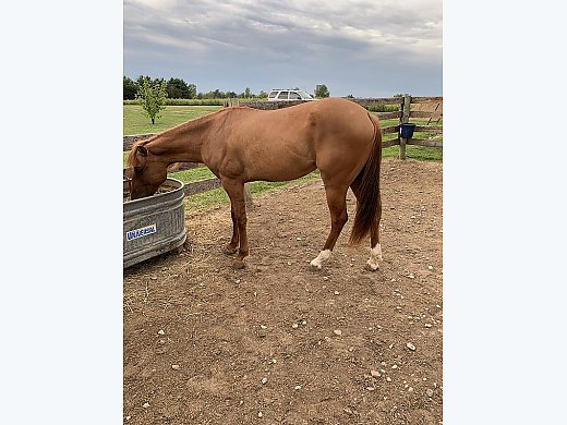 Quarter Horse