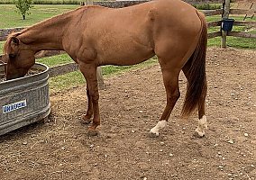 Quarter Horse (Quarter Horse, Mare) in Bellefontaine, OH