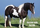 Quarter Horse - Horse for Sale in Whitley City, KY 40501 Quarter Horse - Horse for Sale in Whitley City, KY 40501