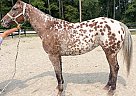 Appaloosa - Horse for Sale in Bath, NC 27808