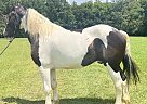 Draft - Horse for Sale in Bath, NC 27808