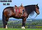 Gypsy Vanner - Horse for Sale in Wooster, OH 40501 Gypsy Vanner - Horse for Sale in Wooster, OH 40501