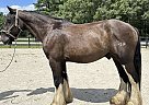 Shire - Horse for Sale in Bath, NC 27808 Shire - Horse for Sale in Bath, NC 27808