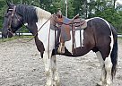 Draft - Horse for Sale in Bath, NC 27808 Draft - Horse for Sale in Bath, NC 27808