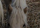 Miniature - Horse for Sale in Dundee, NY 14837 Miniature - Horse for Sale in Dundee, NY 14837