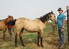 Holli - Mare in Fullerton, ND Holli - Mare in Fullerton, ND