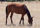 Quarter Horse - Horse for Sale in Chico, CA 95926