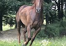 Great Youth Ranch Horse Miss Boomerjack