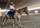 Joey - Gelding in Wiscasset, ME Joey - Gelding in Wiscasset, ME