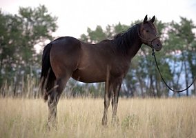 2016 Yearling Filly Quarter Horse Mare