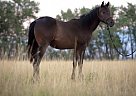 - Mare in Bozeman, MT - Mare in Bozeman, MT