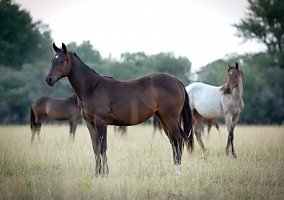 2016 Yearling Filly Quarter Horse Mare