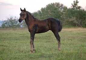 2017 Colt Quarter Horse Stallion