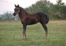 - Stallion in Bozeman, MT - Stallion in Bozeman, MT