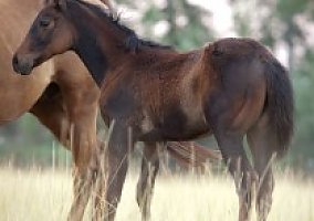 2017 Filly Quarter Horse Mare