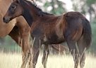 - Mare in Bozeman, MT - Mare in Bozeman, MT
