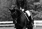 Gorgeous 9yr old Gelding For Sal... Hanoverian Stallion