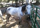Dapple Grey Gelding Racking Stallion