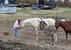 Quarter Horse (Quarter Horse, Gelding) in Shoals, IN