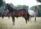 2016 Yearling Filly Quarter Horse Mare